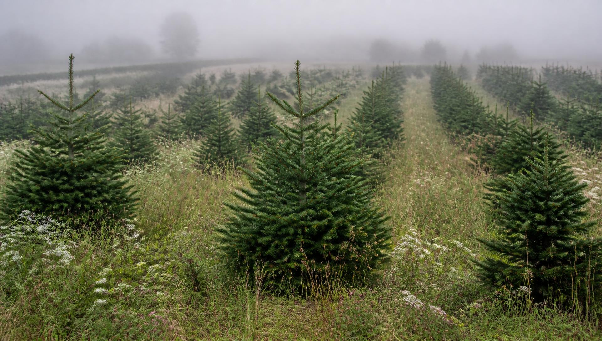 Rows of Nordmann fir Christmas trees growing in morning mist with wildflowers between the rows